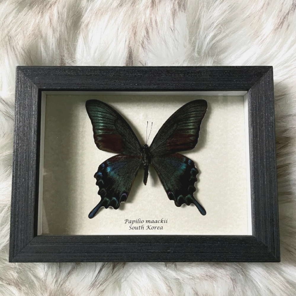 5x7 framed exotic 🦋